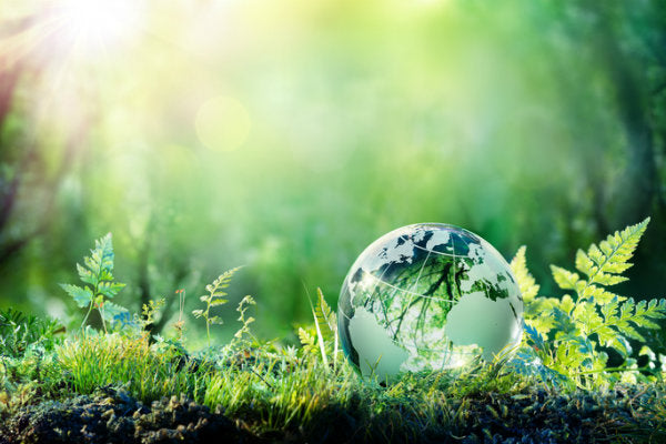 green earth on grass in forest