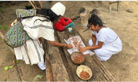 Exploring the Rich Tradition of Cacao for the Arhuaco Indigenous People