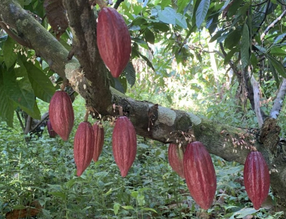 Ceremonial-Grade Cacao, Grated. Organic & Indigenous Grown